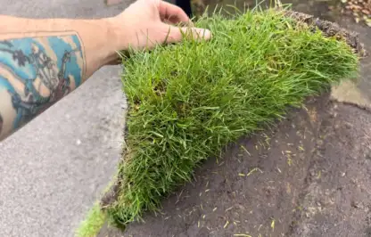 A hand lifting the edge of a roll of fresh green turf to show healthy grass blades