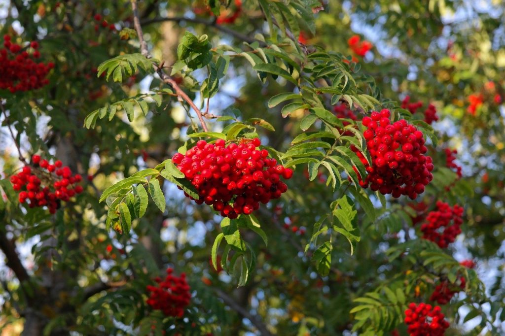 Sorbus berries for the birds