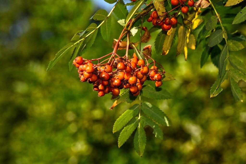 Joseph rock tree orange berries