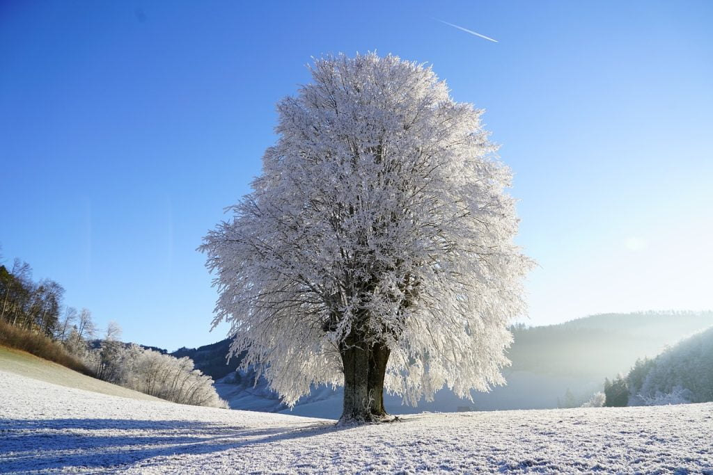 Frosty lawn