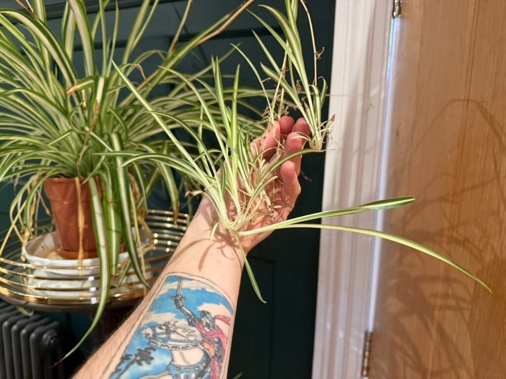 Spider plant propagation baby spiders