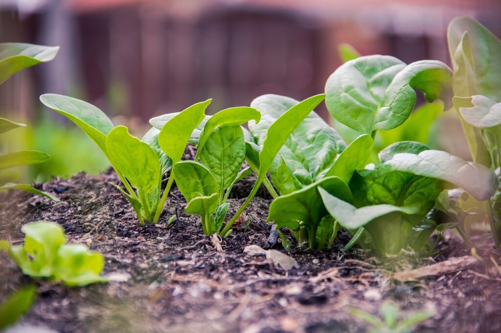 How to grow spinach