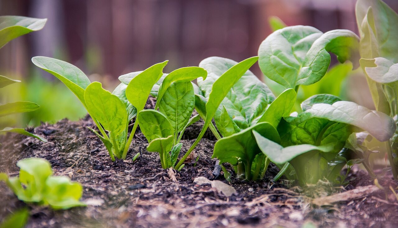 How to grow spinach