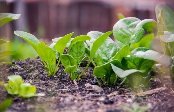 How to grow spinach