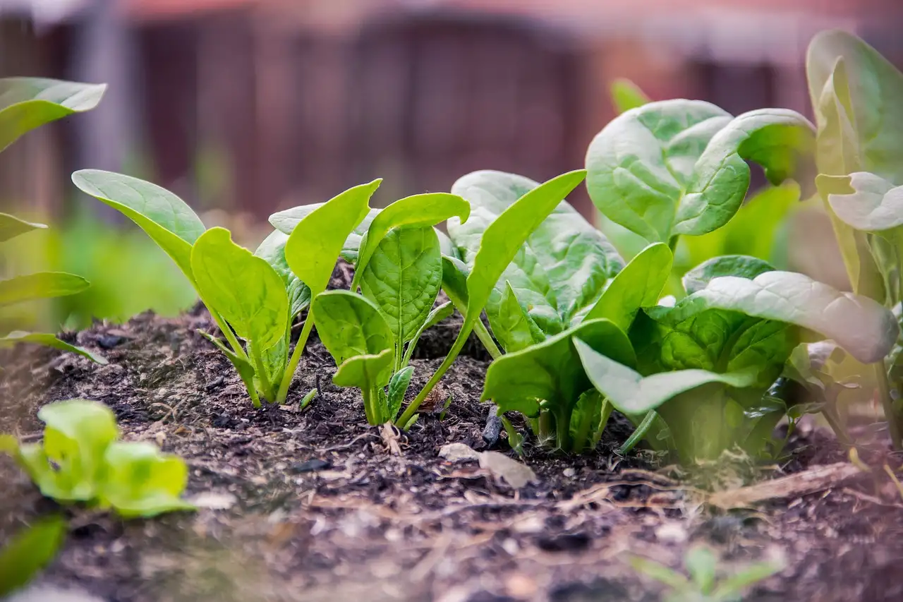 Young spinach plants growing in a vegetable bed