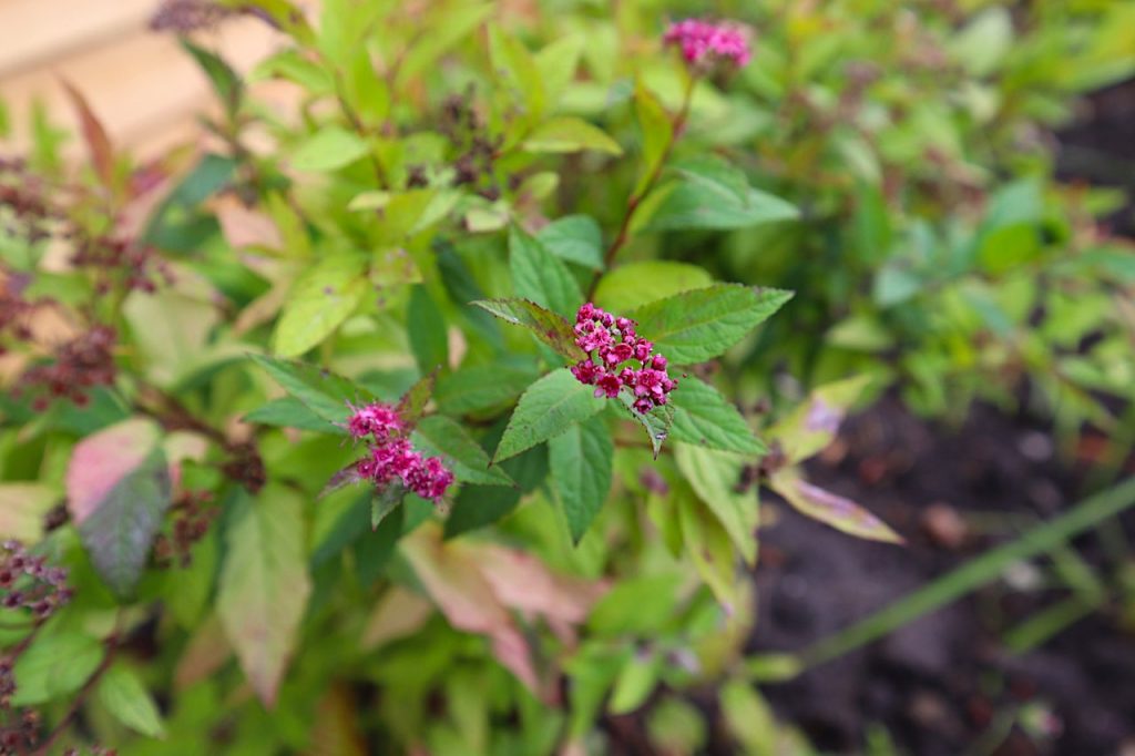 The flowers of a Sprirea shrub