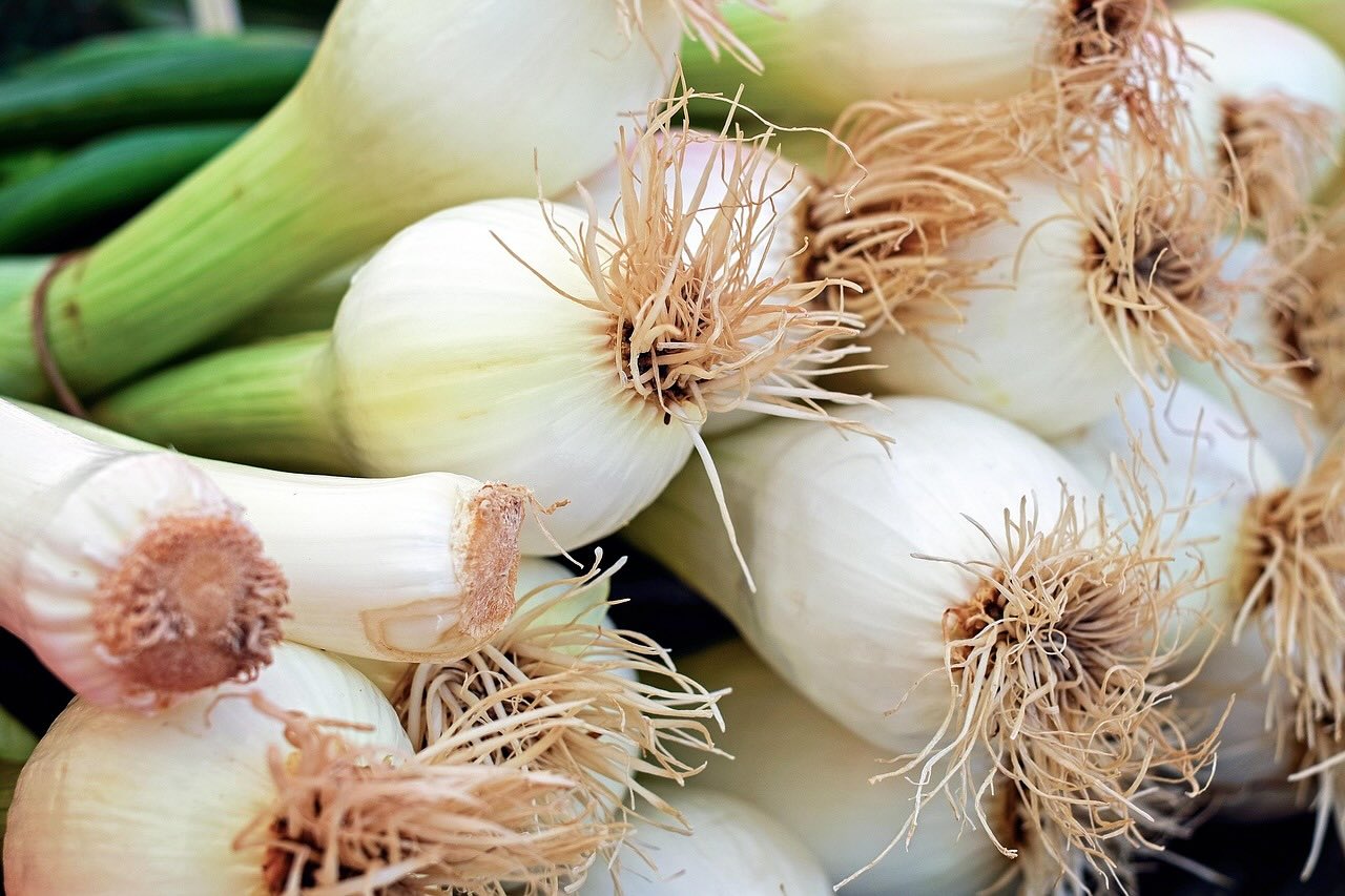 A bunch of freshly pulled spring onions
