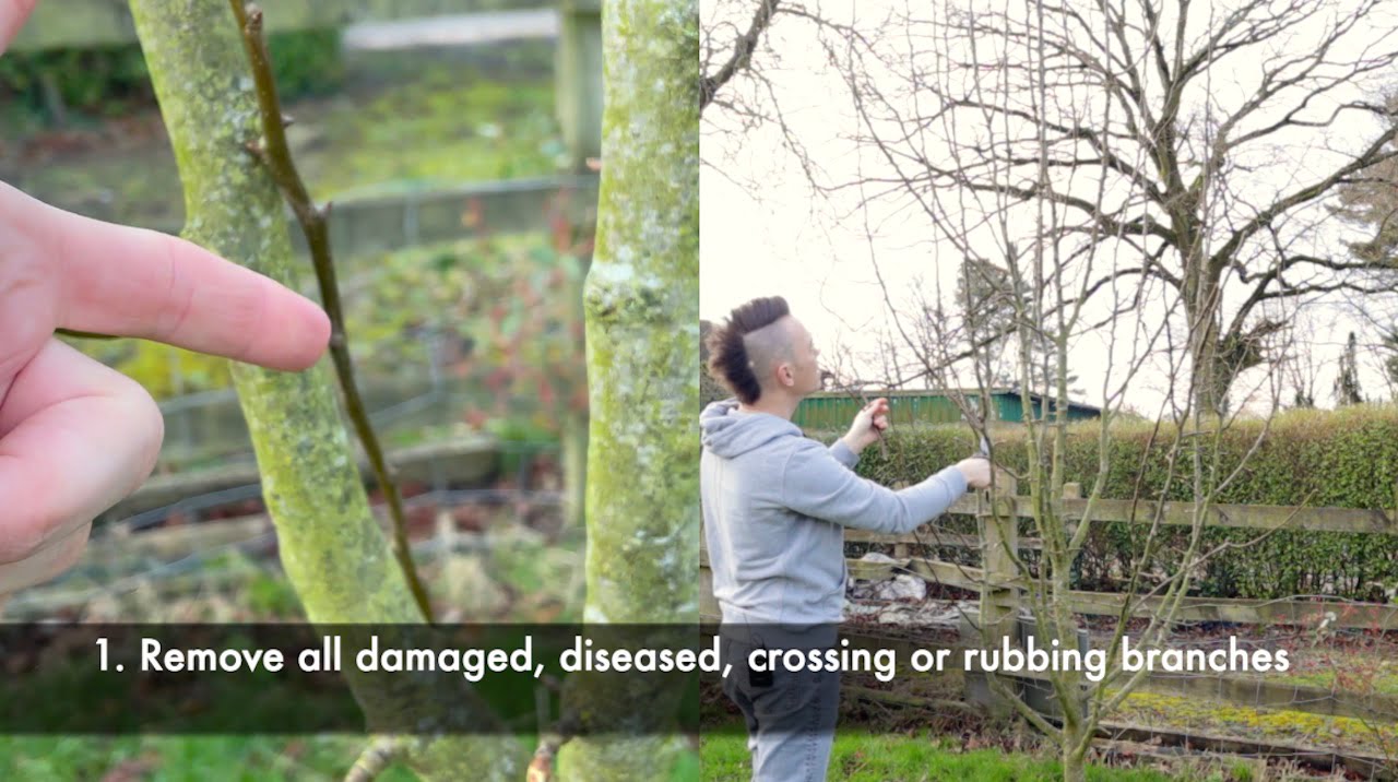 Lee Burkhill removing a diseased pear branch as the first step in winter pruning