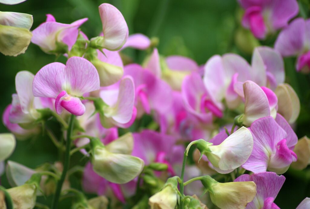 How to grow sweet pea from seed