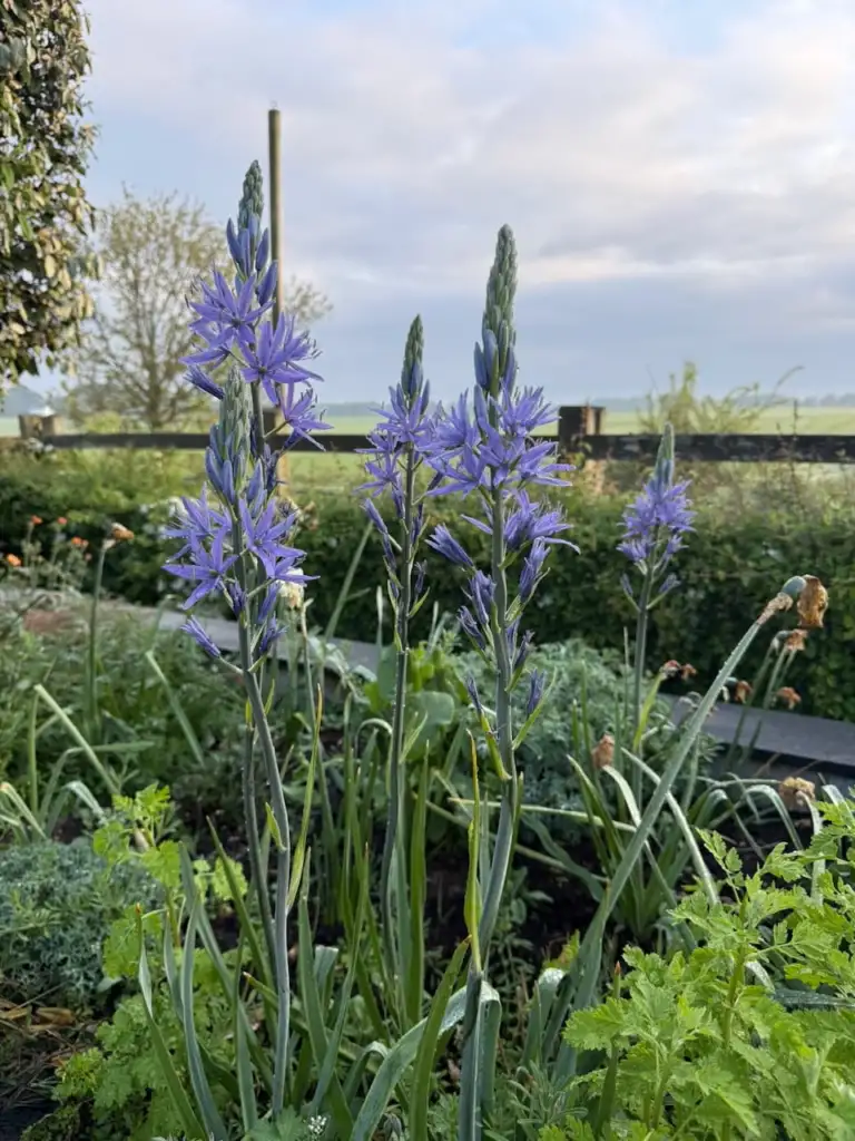 Tall spikes of blue Camassia growing among low foliage in a garden border