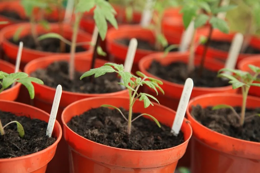 Tomato seedlings in pots labelled