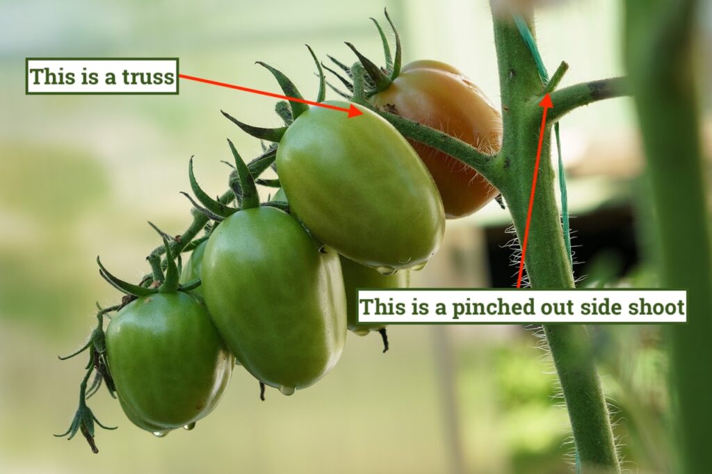 Pinching out tomatoes