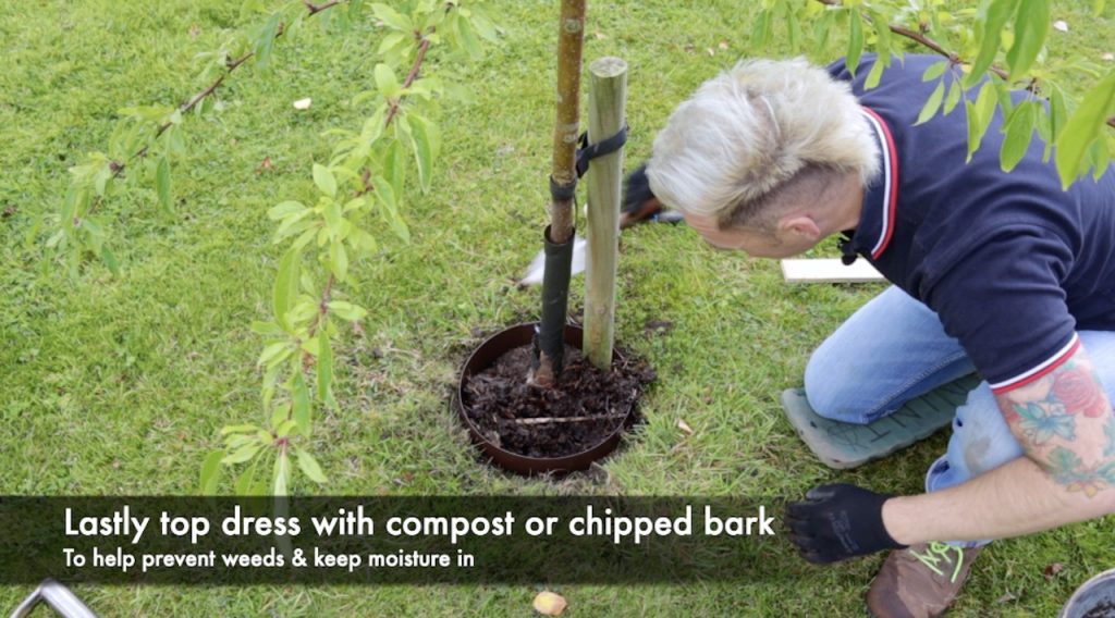 Adding compost to a tree ring