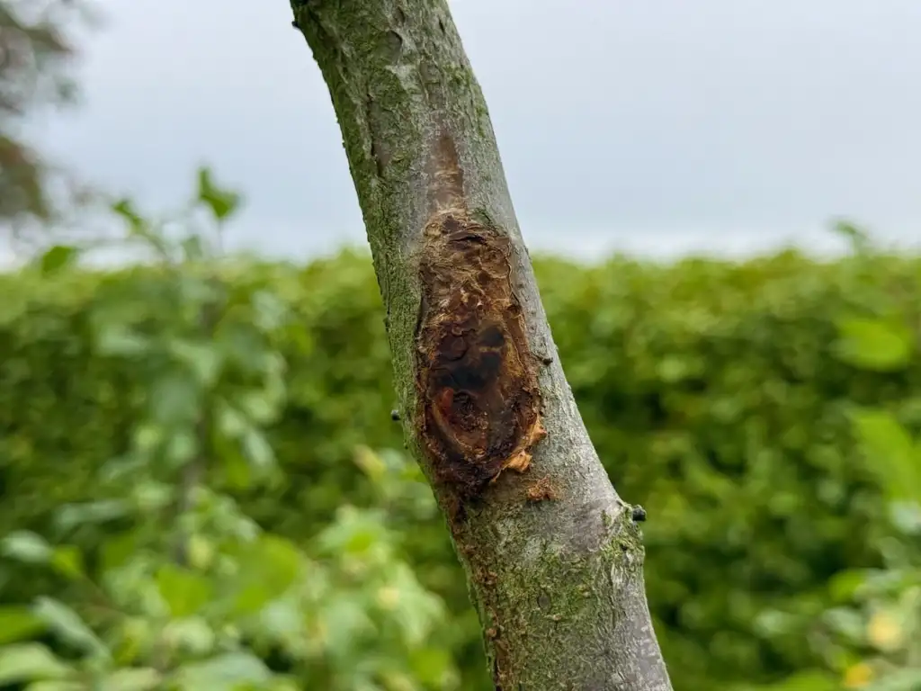 Bark damage on a tree trunk where stems have rubbed or crossed