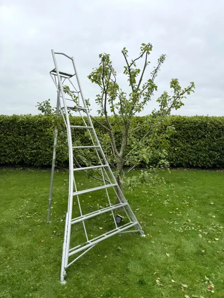 A tripod ladder positioned beside a fruit tree ready for pruning