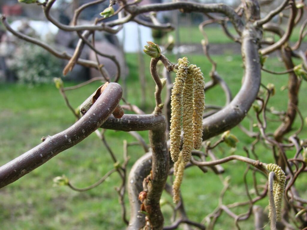 Caring for twisted hazel shrubs