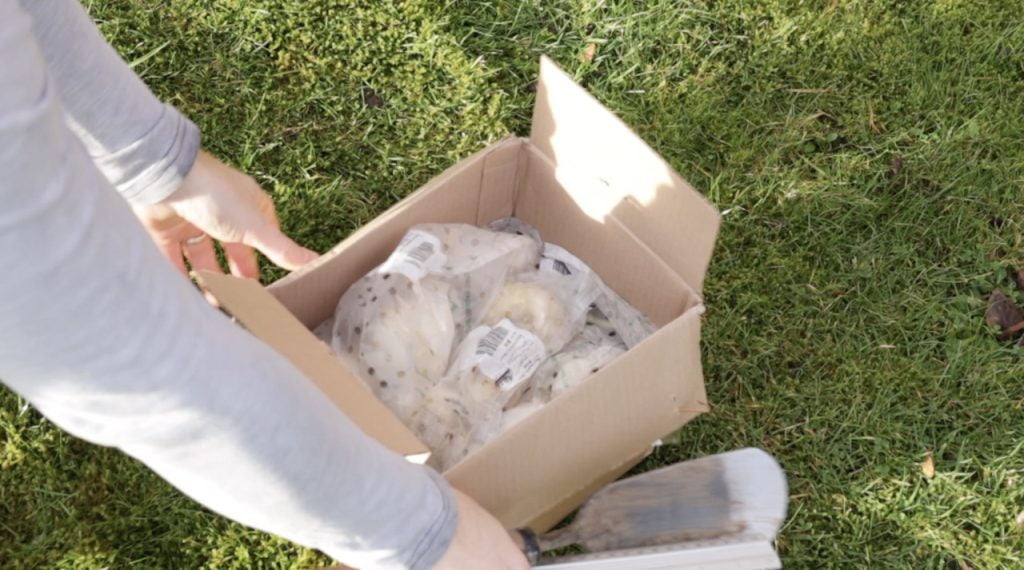 Unboxing Allium bulbs