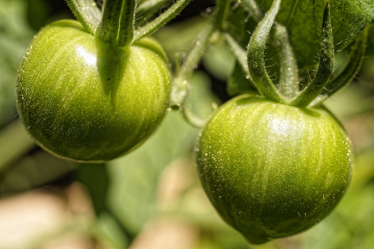 Green tomatoes developing on the vine
