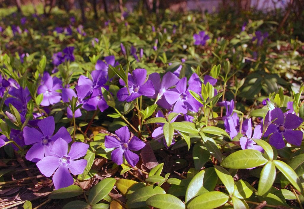 Periwinkle plant uses