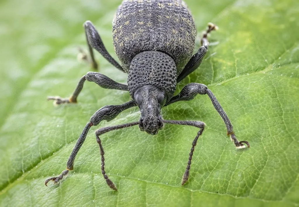 Vine weevil on a leaf