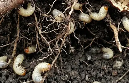 Vine weevils eating heuchera roots