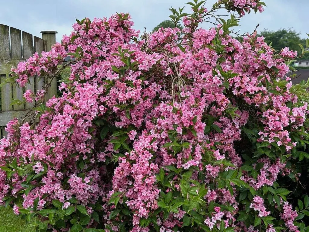 A shrub of pink flowers