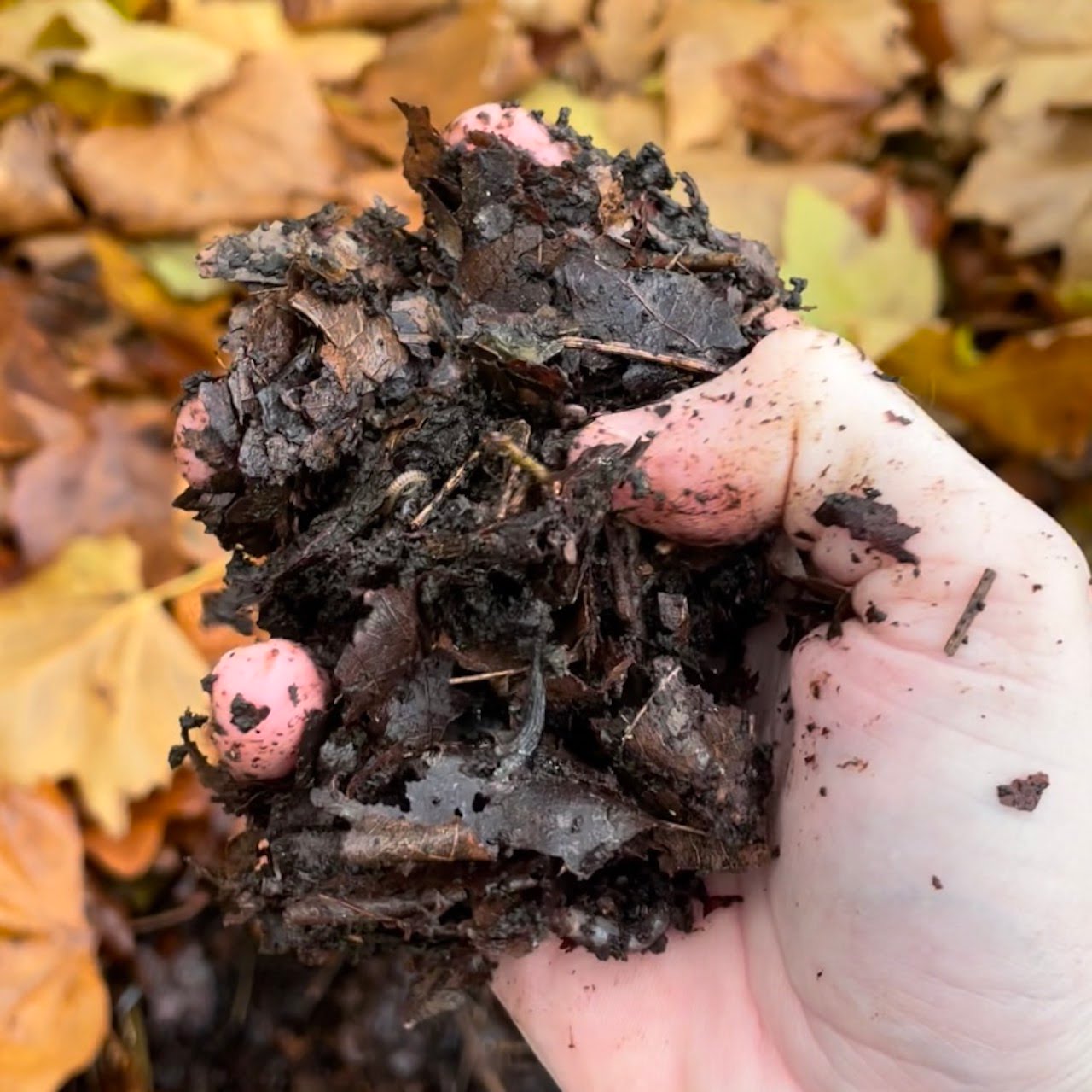 How to make leaf mould recycling garden leaves Garden Ninja Lee