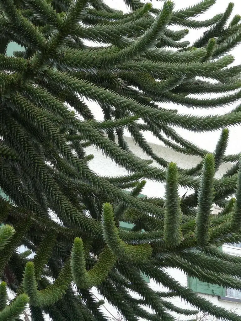 Monkey puzzle