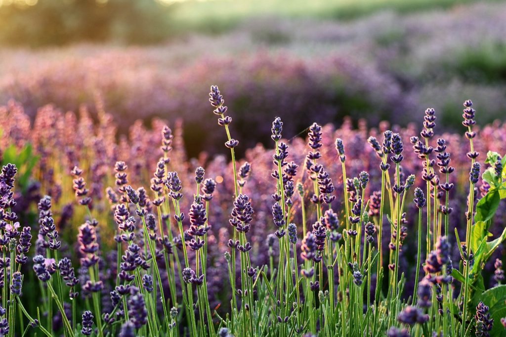 What is lavender and image of a field of purple flowers