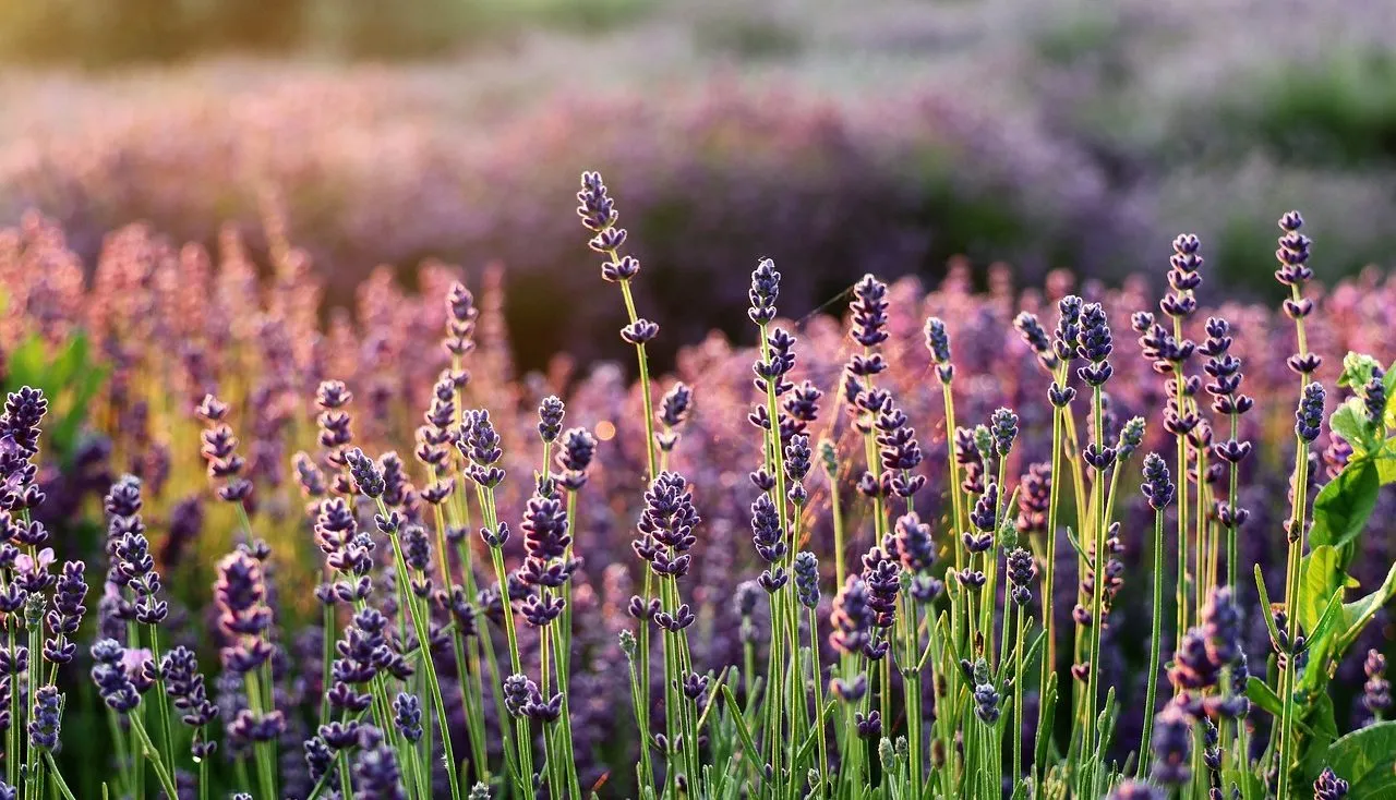 What is lavender and image of a field of purple flowers