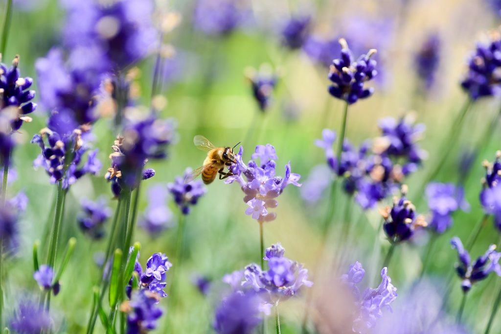 A bee on a lavender