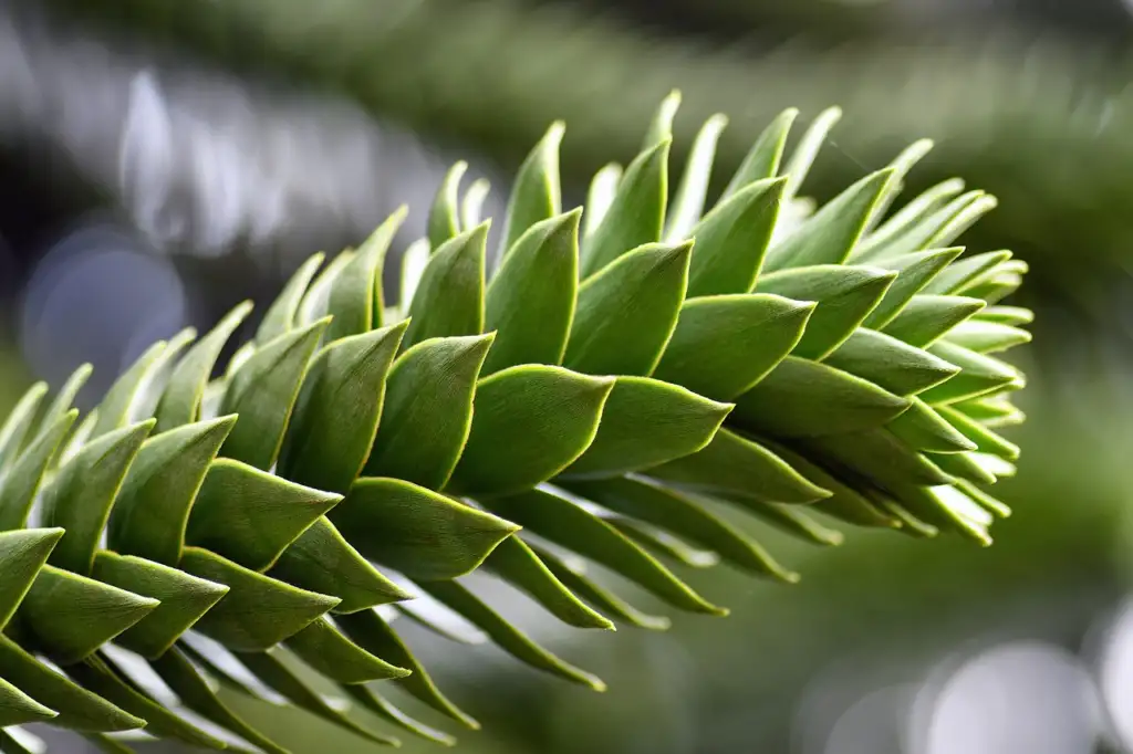 Monkey puzzle tree advice