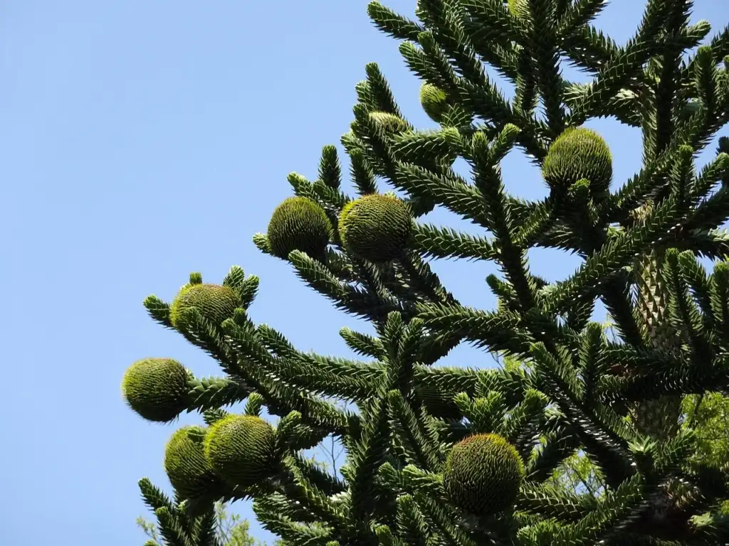 How to plant a monkey puzzle tree