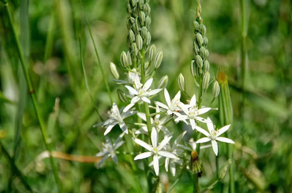 White Camassia flowers on slender spikes among grasses