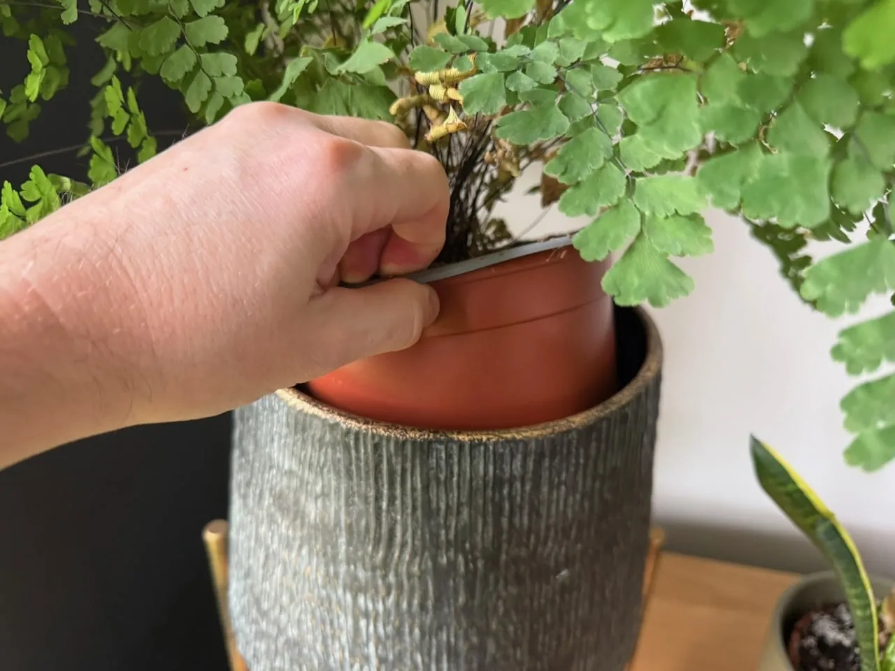 Why plant pots need drainage holes, showing the double potting method