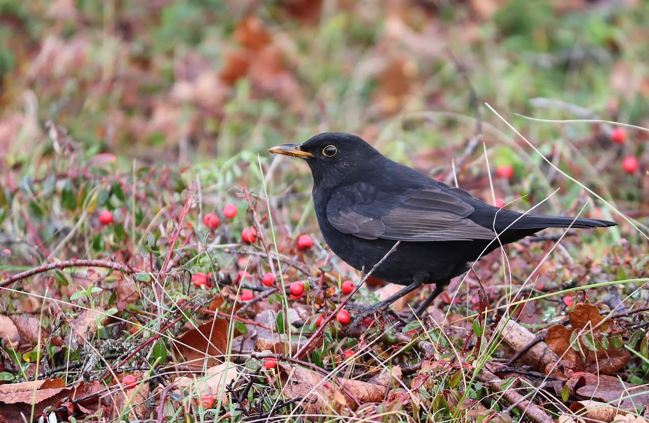 A blackbird perched on a hedge