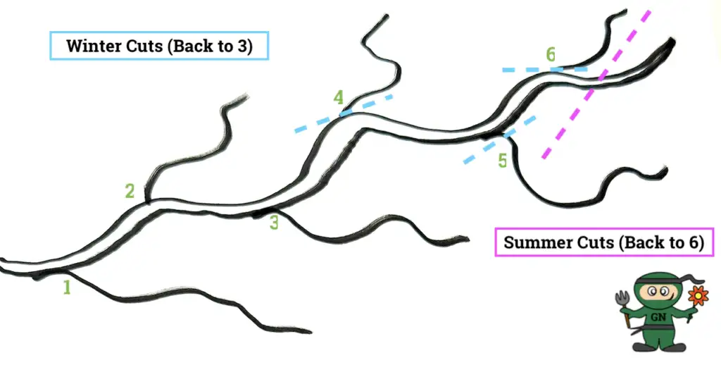 Wisteria pruning diagram showing numbered winter and summer cuts back to buds