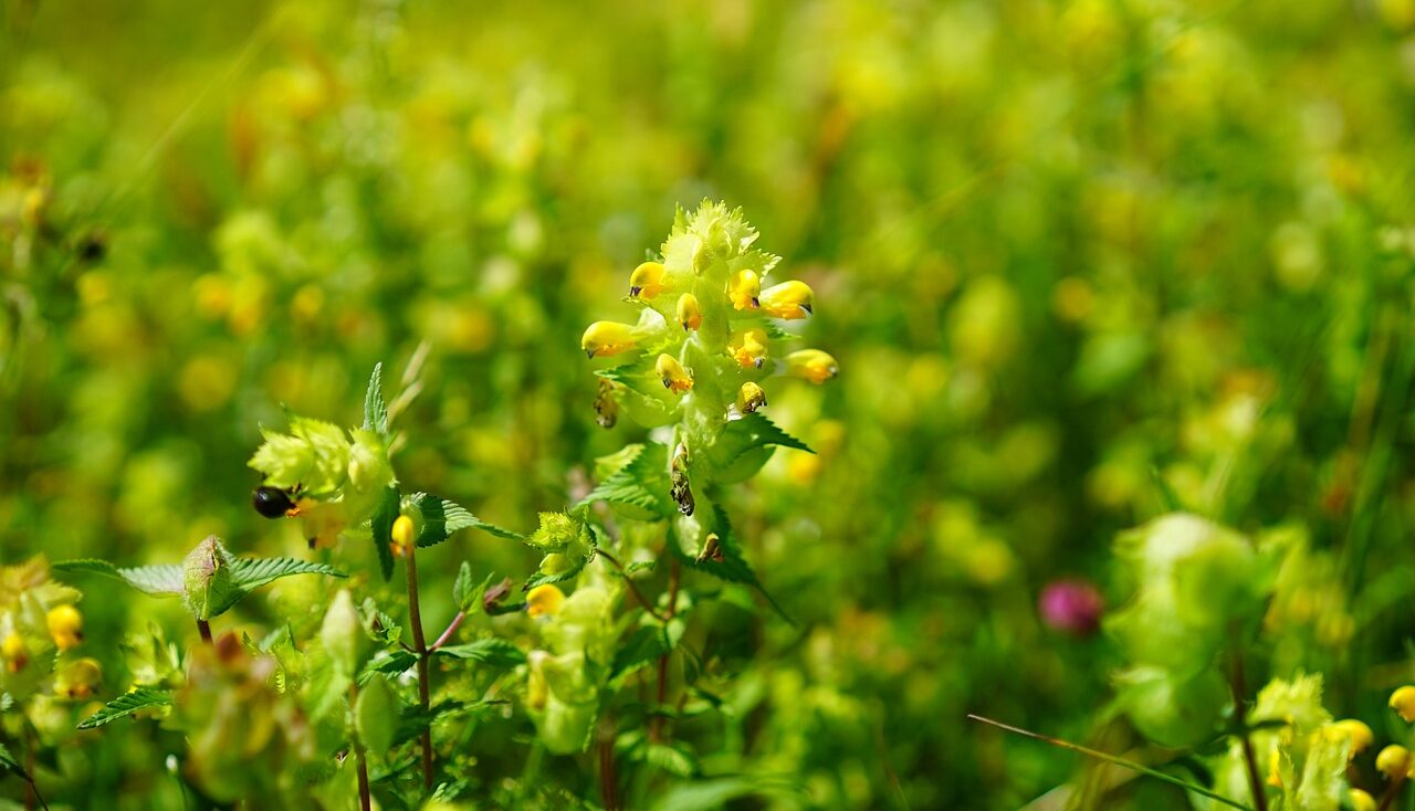 Yellow rattle growing in a meadow