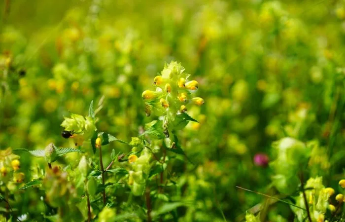Yellow rattle growing in a meadow