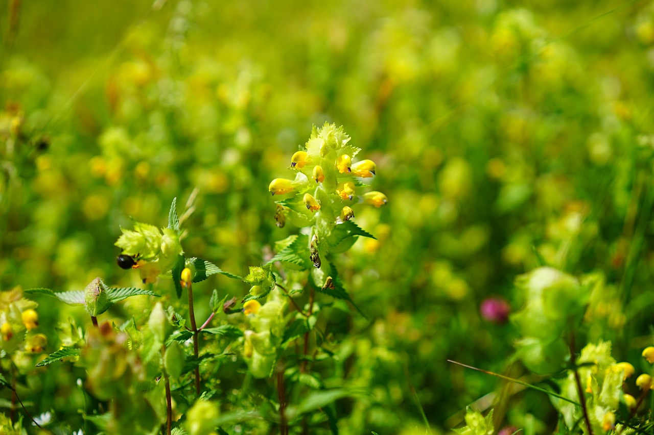 Pollen Baskets - Wildflower Meadows