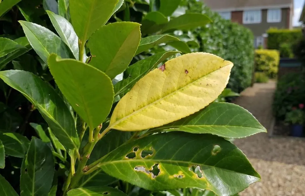 Yellowing laurel leaves