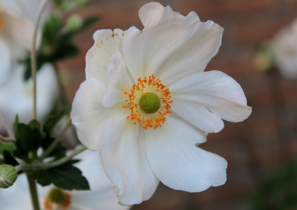 How to plant anemones