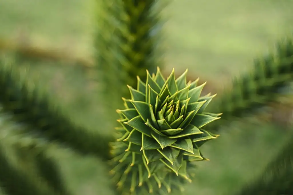 Sharp leaves of monkey puzzle tree