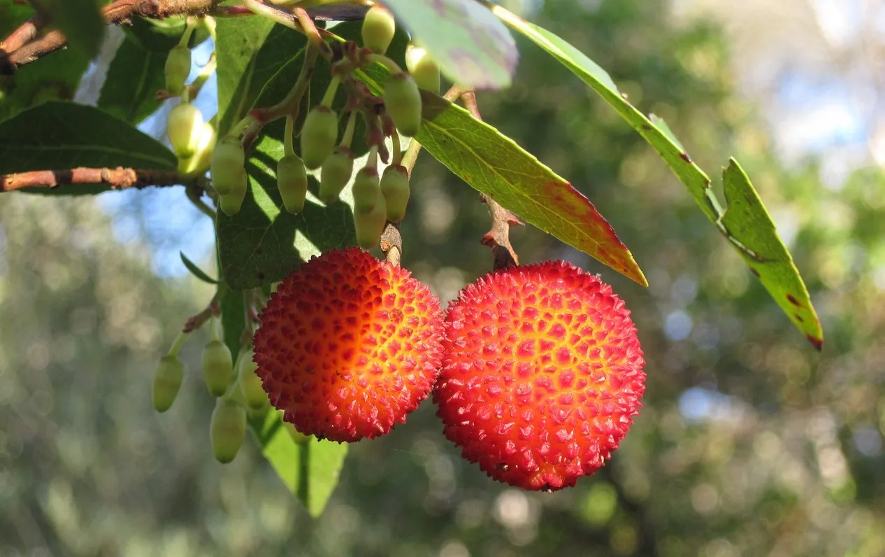 Arbutus unedo strawberry tree for evergreen boundary fence planting