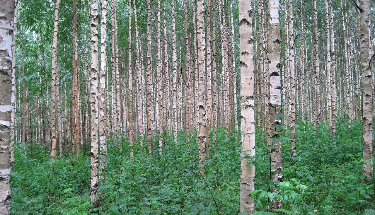 A row of silver birch trees