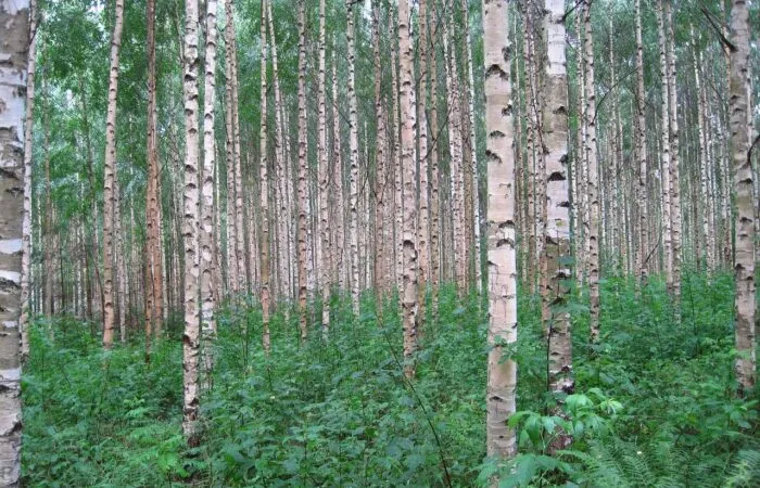 A row of silver birch trees