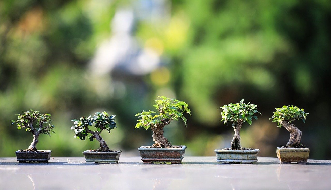 A collection of bonsai trees