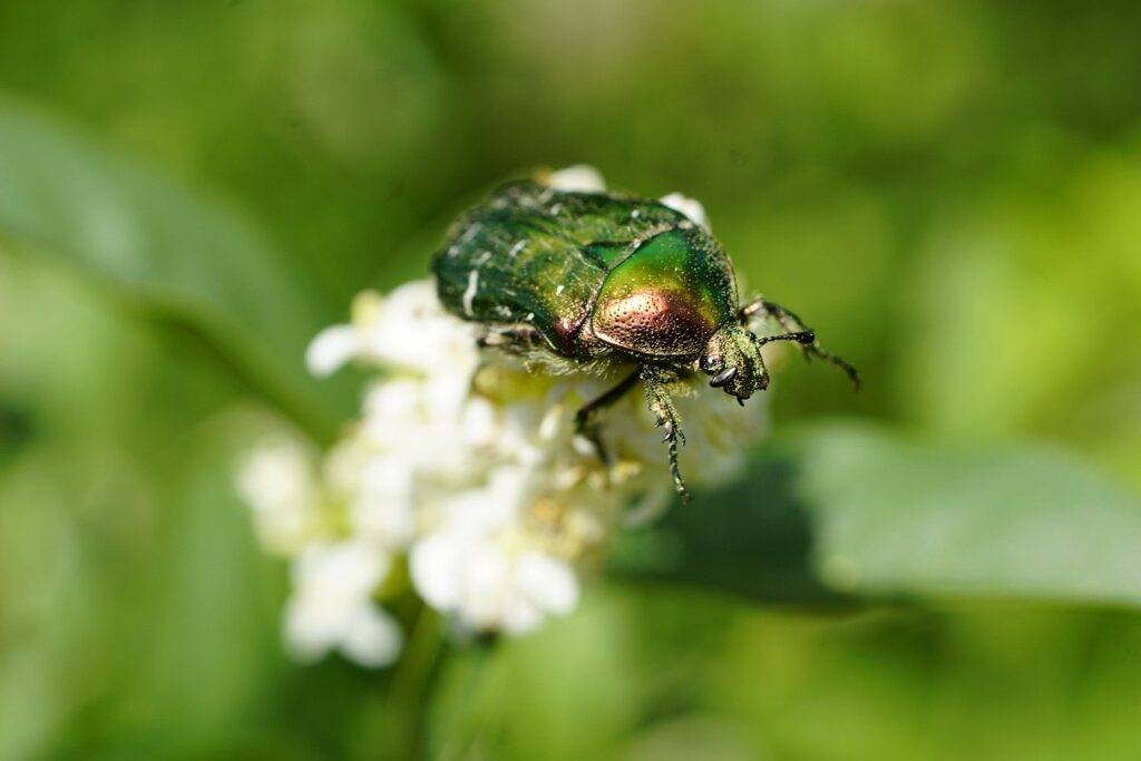 A chafer beetle