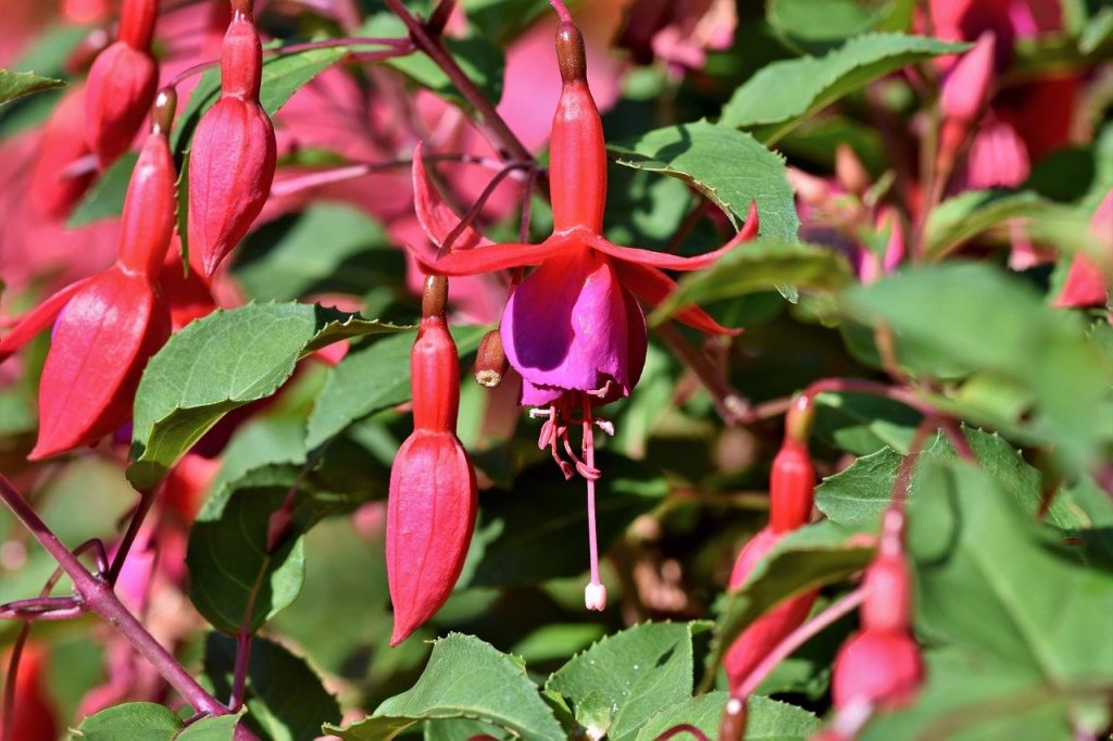 Hardy pink fuchsia