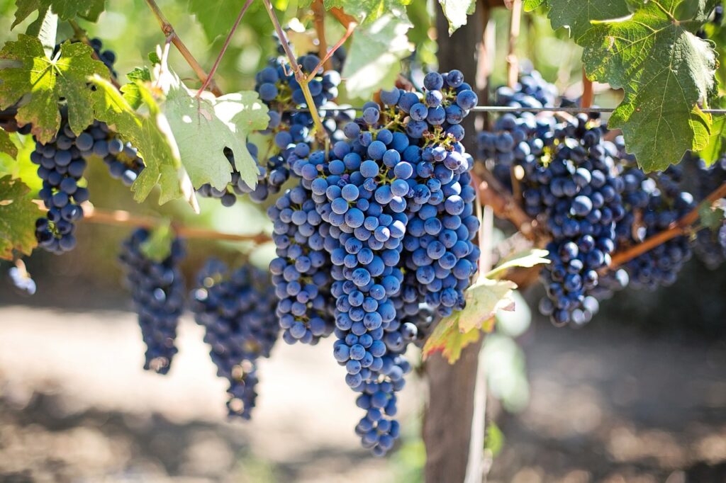 how to prune grape vines